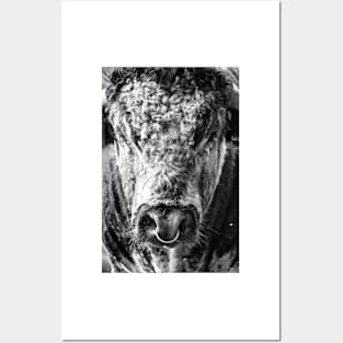 English Longhorn Bull Posters and Art